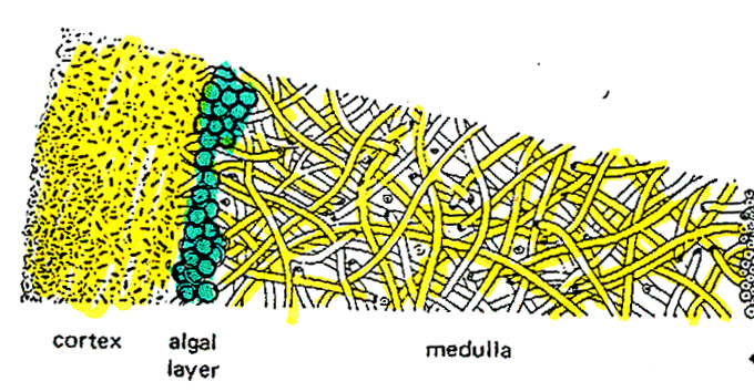 lichen1.jpg